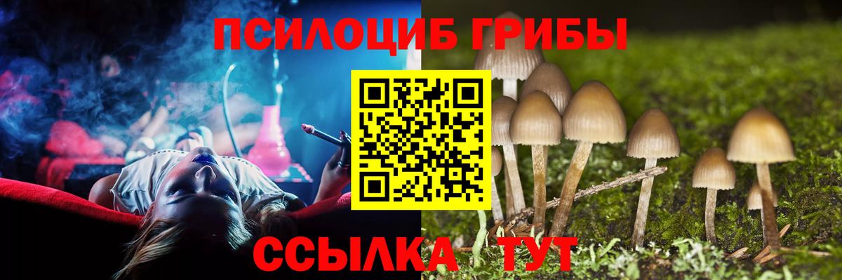 Псилоцибиновые грибы Psilocybe Екатеринбург